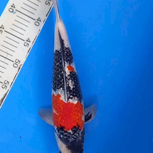 Showa ginrin male 38cm