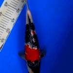 Showa ginrin male 38cm