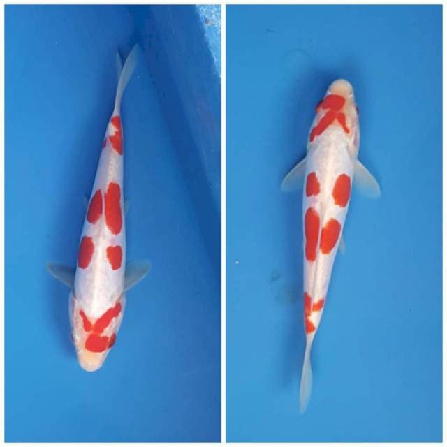 YONDAN KOHAKU DOITSU