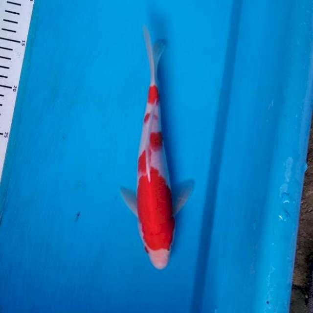 Kohaku