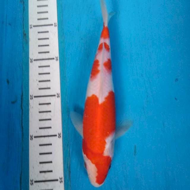 Kohaku