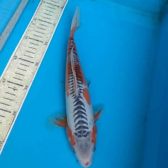 Shusui 30cm