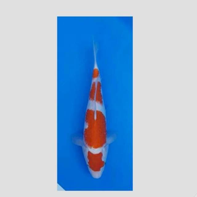 kohaku keren ori 30cm
