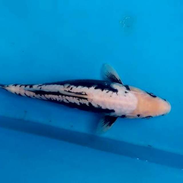 Kumonriyu 27cm