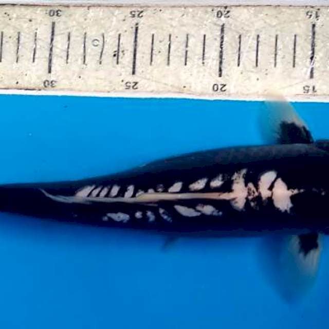 Kumonriyu 29cm