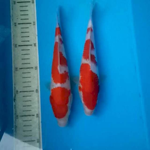 Duo sandan kohaku