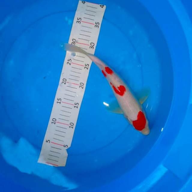 Kohaku