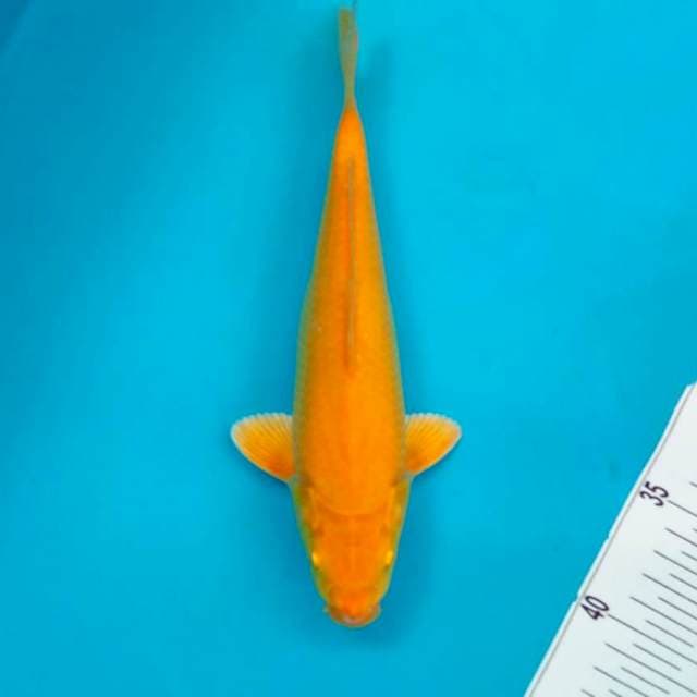 Ogon*25cm