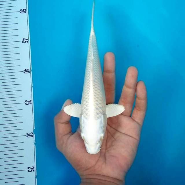 Platinum putih mulus*25cm