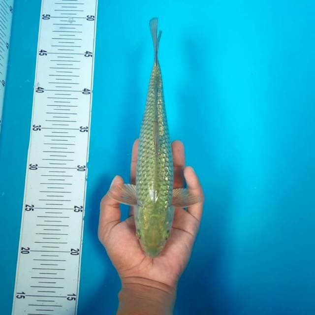 Soragoi ginrin*29cm