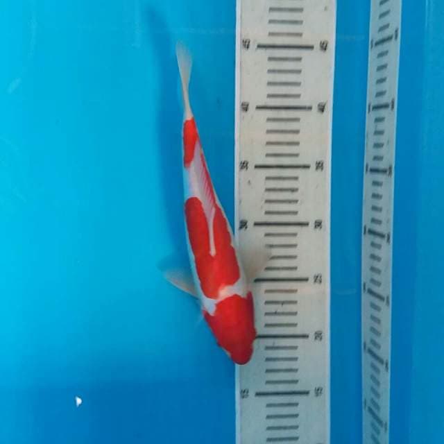 Kohaku doiits