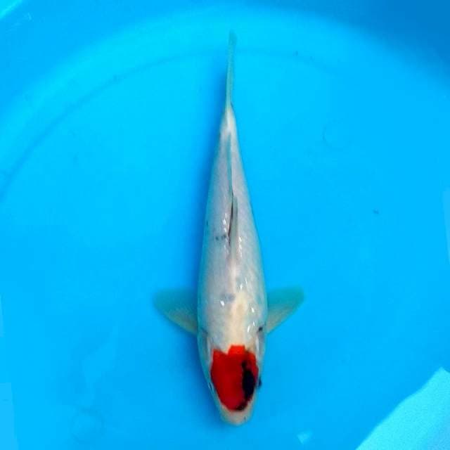 26CM - POTENSI