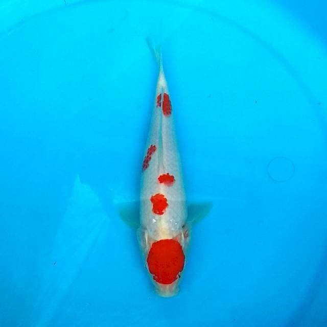 22CM - SAKURA