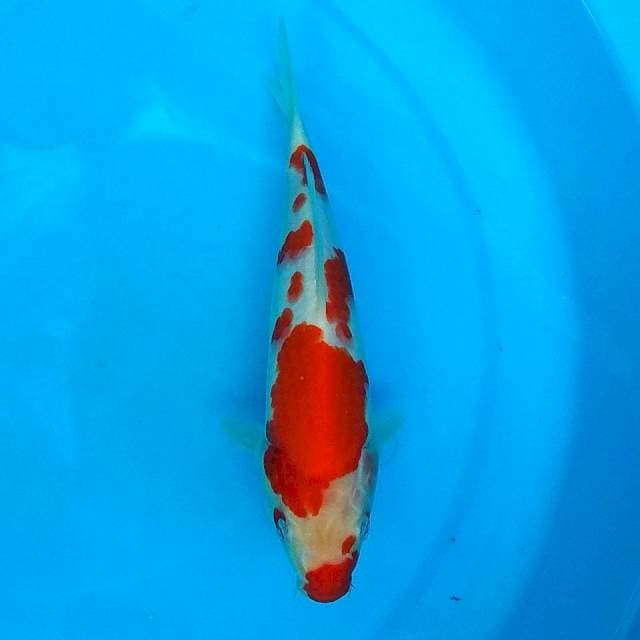 22CM - KUCHI BENE