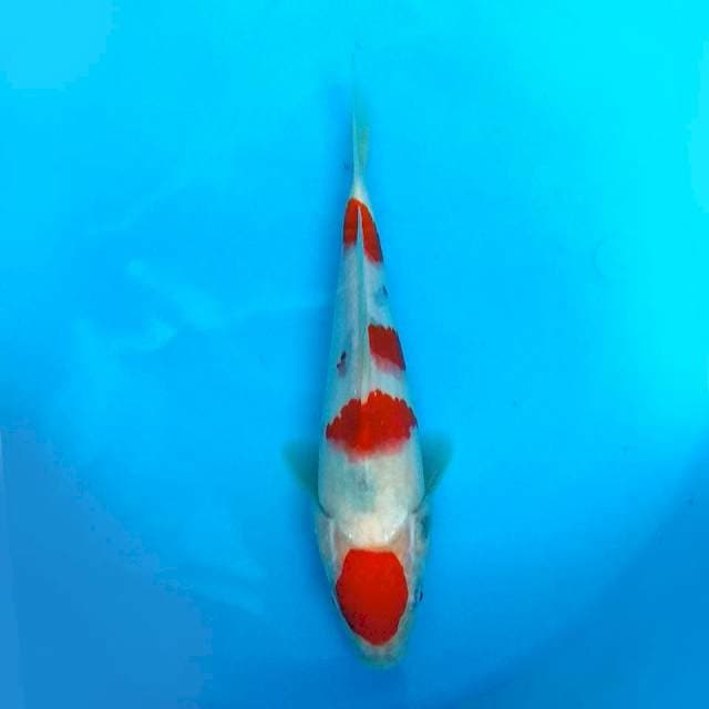 24 CM - MARUTEN TATEGOI