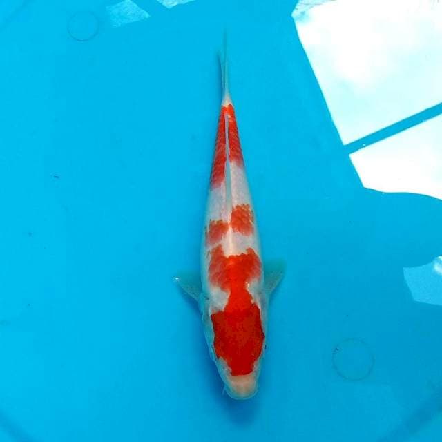 21CM - KOHAKU