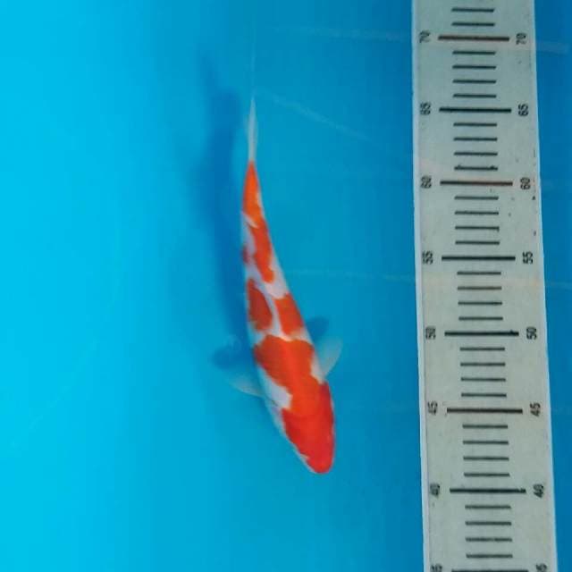 Kohaku
