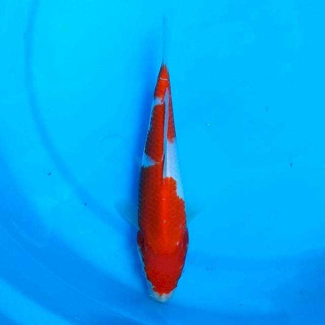 Kohaku ajib 20cm