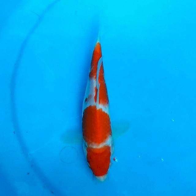 Kohaku nyetel 3 bully 22cm