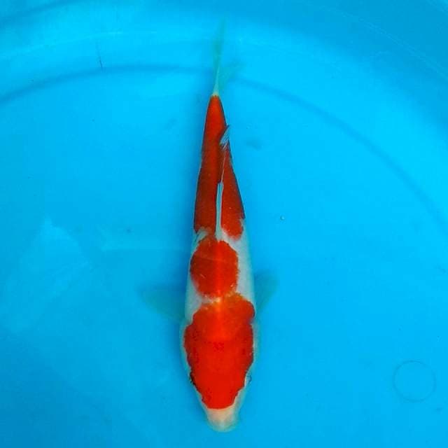 Kohaku mola 21cm