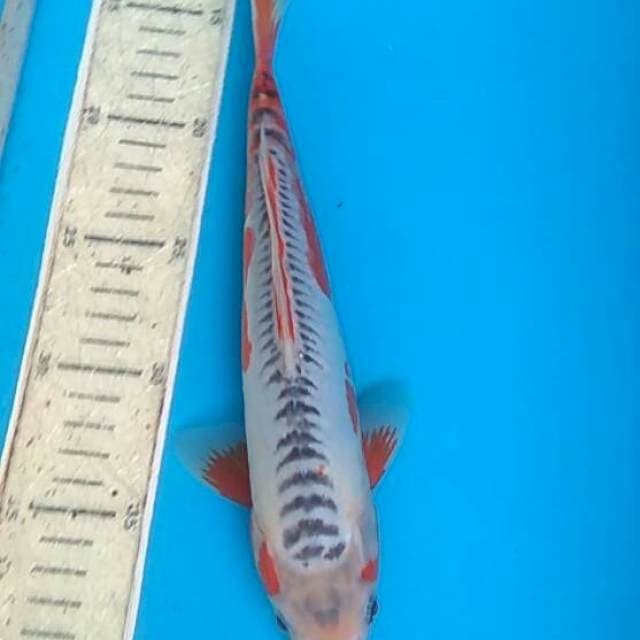 Shusui 29cm
