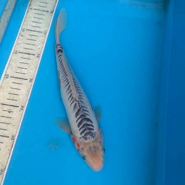 Shusui 30cm