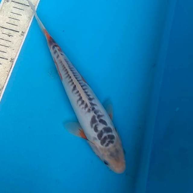 Shusui 32cm