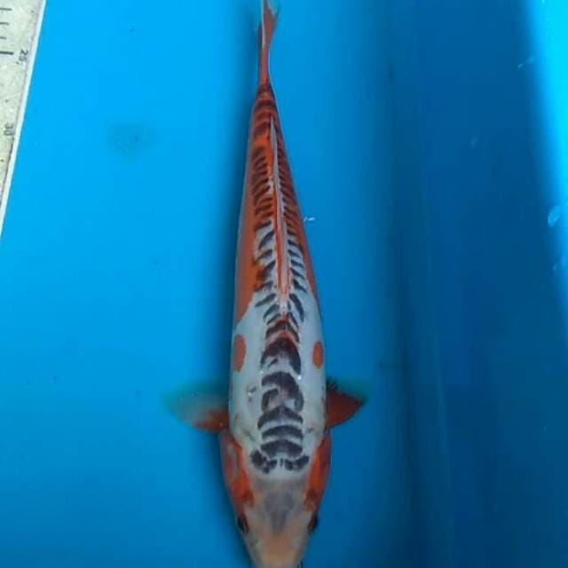 Shusui 38cm