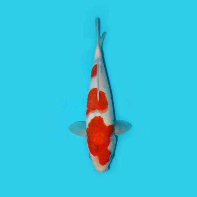 SANKE TATEGOI 25 CM