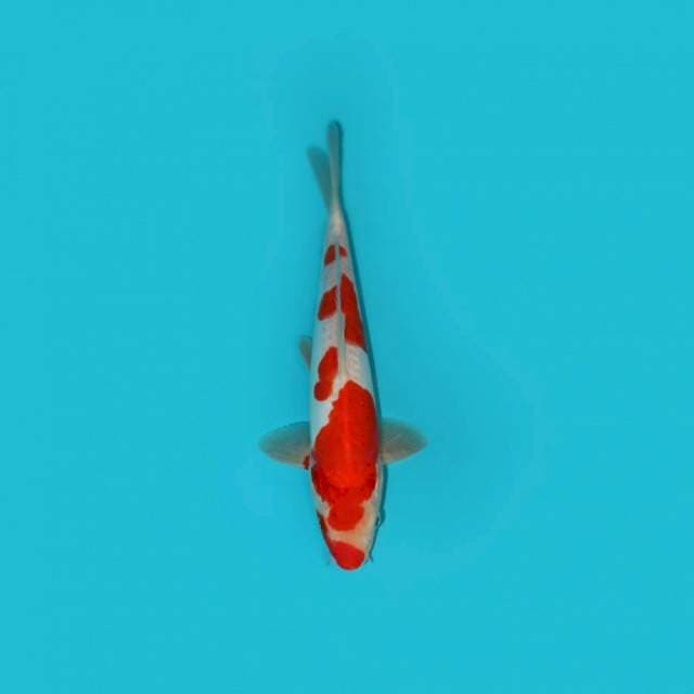 KOHAKU DOITSU 25 CM