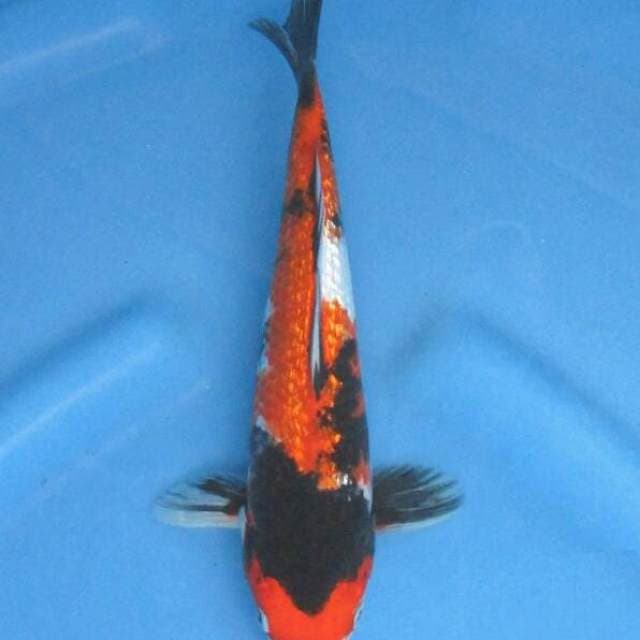 BKS ( Showa Ginrin 24 cm )