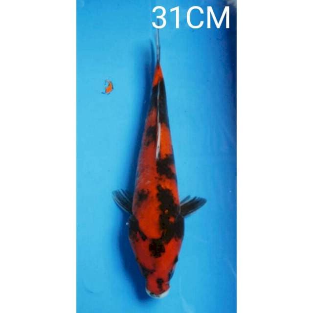 HI SHOWA 31CM