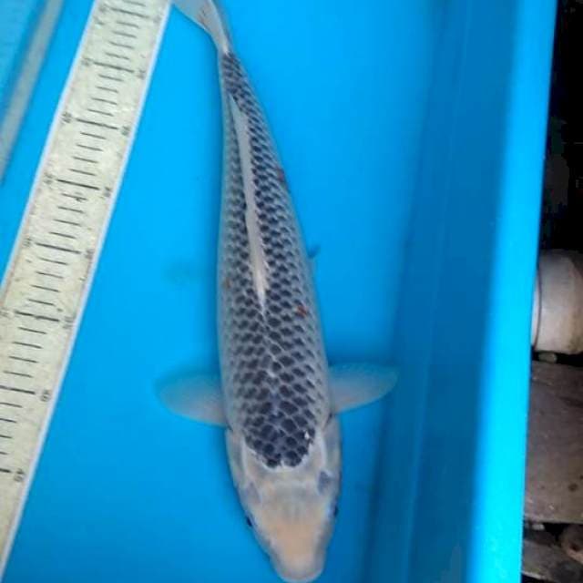 Asagi 45cm, F1