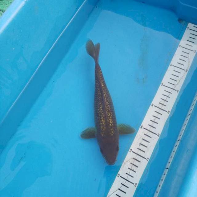 Penjinak kolam ginrin