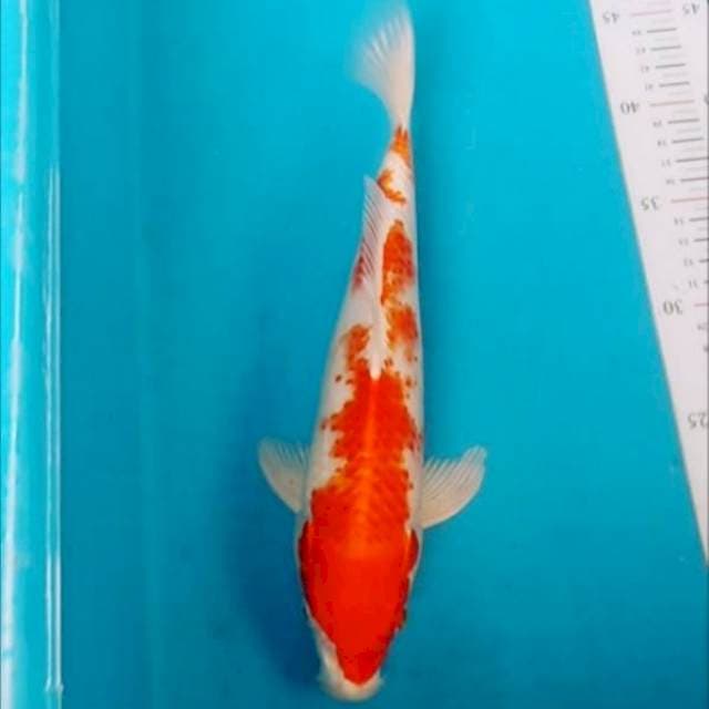 Kohaku hikari 