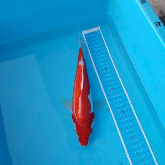 Kohaku
