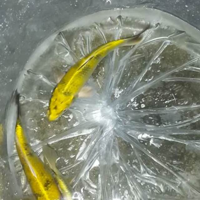 Kin ki utsuri 3 ekor