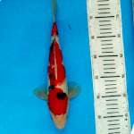 ORIGINAL SANKE 30CM STRONG