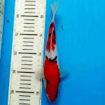 Original sanke 25cm jos