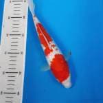 Ginrin kohaku tosai