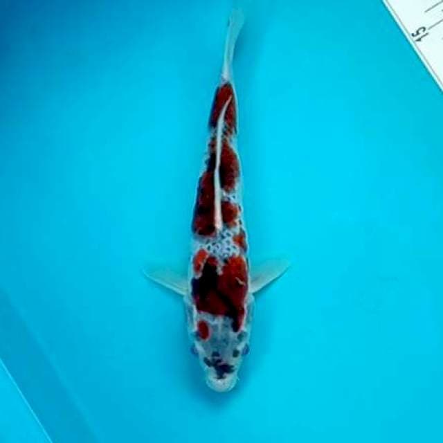 GOROMO #26CM
