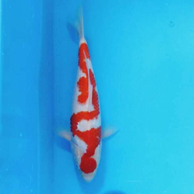 Inazuma Kohaku