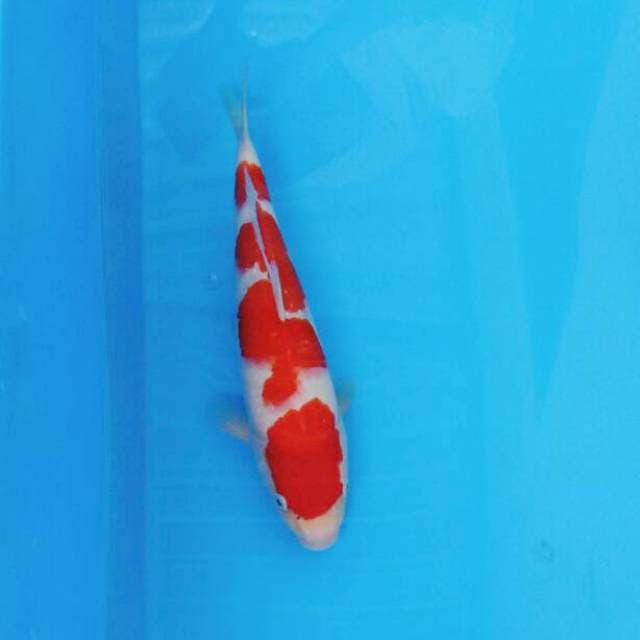 Sandan Kohaku