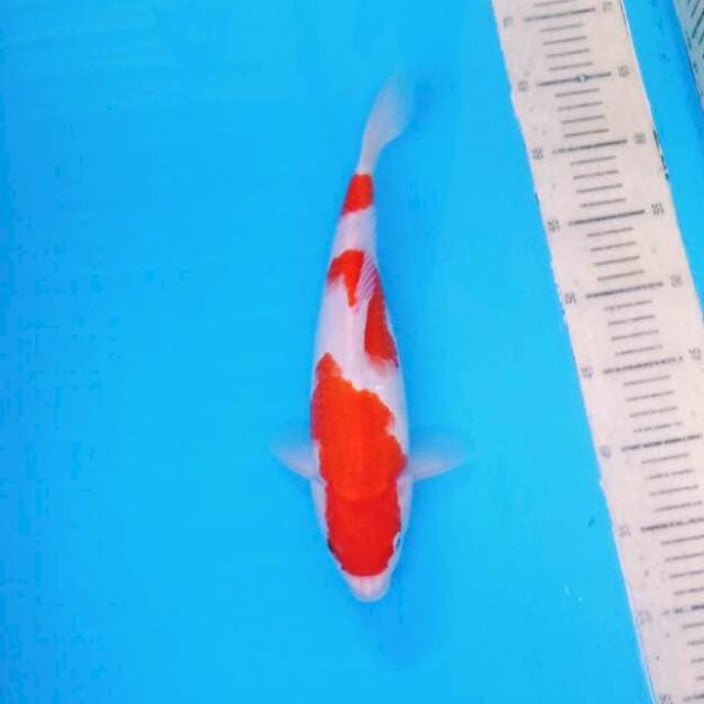 Sandan Kohaku 2