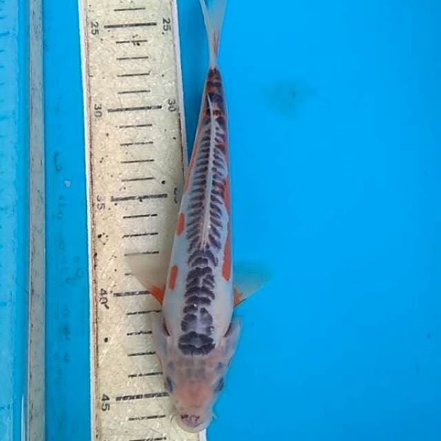 Shusui 24cm