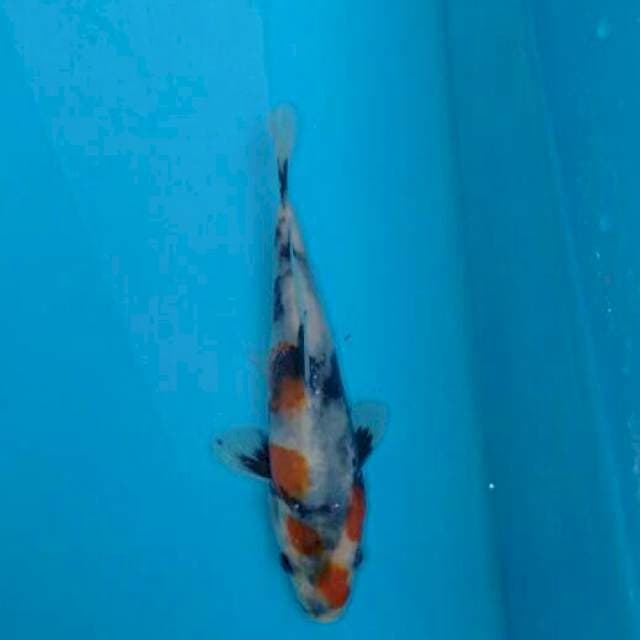 Showa Fi