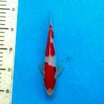 Original KOHAKU DOITSHU 20CM