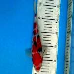 ORIGINAL MARUTEN SANKE 25 CM STRONG