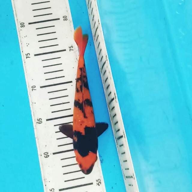HI UTSHURI GINRIN 20CM