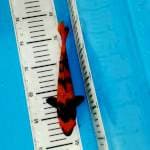 HI UTSHURI GINRIN 20CM